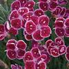 Dianthus 'Fire and Ice'