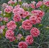 Dianthus 'Coral Reef'
