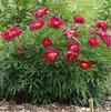 Paeonia lactiflora 'Early Scout'