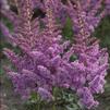 Astilbe chinensis 'Little Vision in Purple'