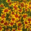 Coreopsis verticillata 'Curry Up'