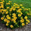 Heliopsis helianthoides 'Tuscan Gold'