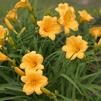 Hemerocallis 'Stella de Oro'