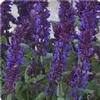 Salvia nemorosa 'New Dimension Blue'