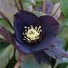 Helleborus 'Black Diamond'