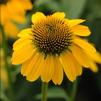 Echinacea 'Sombrero Lemon Yellow'