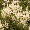 Astilbe japonica 'Deutschland'