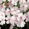 Phlox subulata 'Amazing Grace'