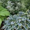 Hosta 'First Frost'