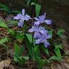 Iris cristata