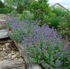 Nepeta 'Early Bird'