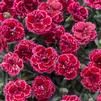 Dianthus 'Black Cherry Frost'