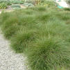 Carex praegracilis