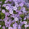 Phlox paniculata 'Opening Act Blush'