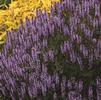 Salvia nemorosa 'BLUE HILL Blauhugel'