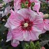 Hibiscus 'Cherry Choco Latte'