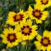 Coreopsis grandiflora 'SunKiss'