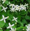 Clematis terniflora (syn paniculata)