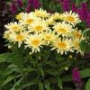 Leucanthemum x superbum 'Banana Cream'