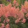 Astilbe japonica 'Peach Blossom'