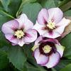 Helleborus 'Cherry Blossom'