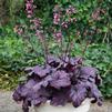 Heuchera 'Electric Plum'