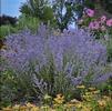 Perovskia atriplicifolia 'Peek-a-Blue'