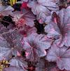 Heuchera 'Midnight Rose'