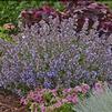 Nepeta faassenii 'Purrsian Blue'