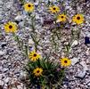 Rudbeckia missouriensis