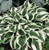 Hosta 'Patriot'