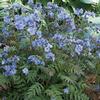 Polemonium 'Heaven Scent'