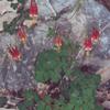 Aquilegia canadensis