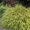 Hakonechloa macra 'All Gold'