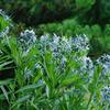 Amsonia tabernaemontana