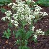 Parthenium integrifolium