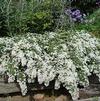 Aster (syn Symphyotrichum) ericodes 'Snow Flurry'