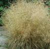 Deschampsia cespitosa 'Goldtau'