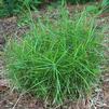 Carex muskingumensis 'Little Midge'