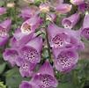 Digitalis purpurea 'Camelot Lavender'