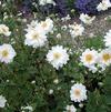 Anemone 'Whirlwind'