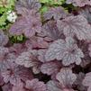 Heuchera 'Plum Pudding'