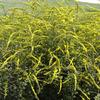 Solidago rugosa 'Fireworks'