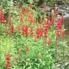 Lobelia cardinalis