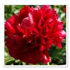 Paeonia lactiflora 'Henry Bockstoce'