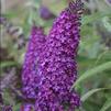 Buddleia 'Magenta Munchkin'