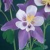 Aquilegia 'Swan Violet & White'