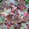 Heuchera micrantha 'Palace Purple'