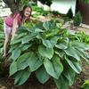 Hosta 'Empress Wu'