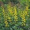 Baptisia 'Lemon Meringue DECADENCE'